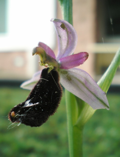 Ophrys bertolonii Moretti